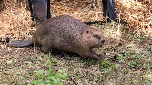 Steve McQueen the beaver has produced his first kit with mate Doris